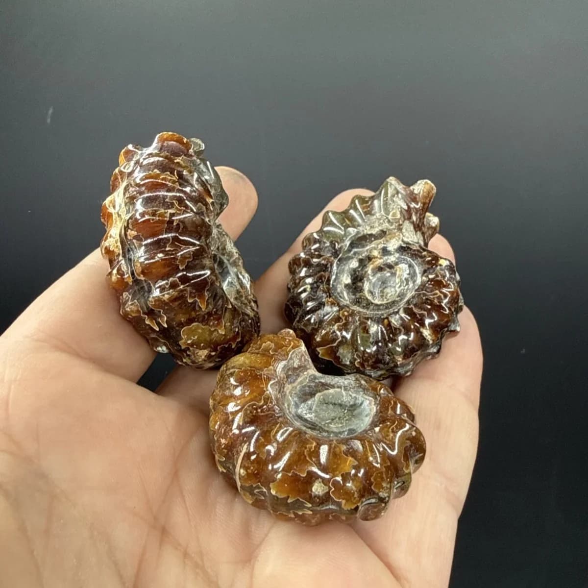 Ammonit Fosil Mini AA - Orijinal Şifalı Kristal - Görsel 1