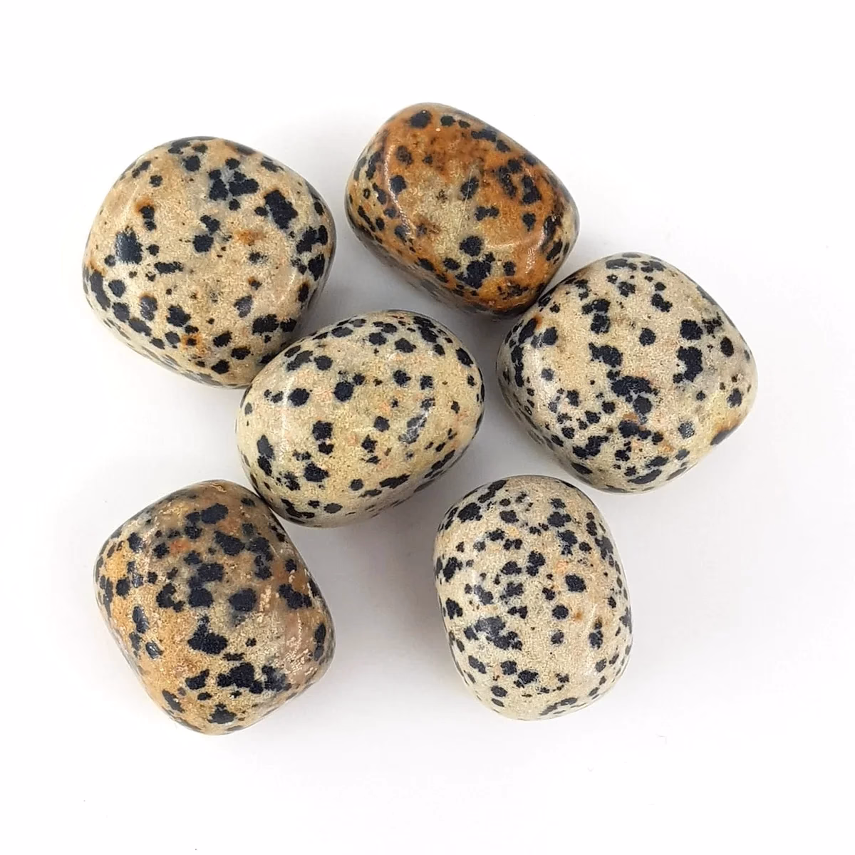 Dalmaçya Jasper Tımbıl