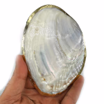 Sedef Kabuk Yaldızlı (İstiridye) Orijinal Kristal Detay Görseli 2